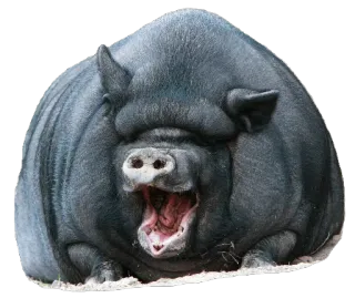 😆 maiale, animale, animale domestico, mammifero, carino whatsapp sticker