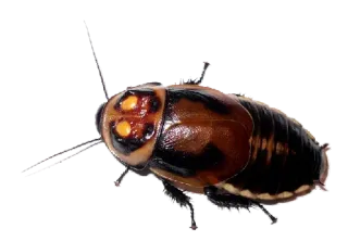 😥 cockroach, insect, pest, bug, wildlife, nature whatsapp sticker