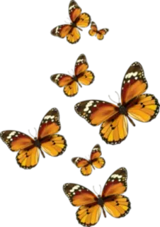 🦋 bướm, thiên nhiên, côn trùng, màu cam, hoa văn telegram sticker
