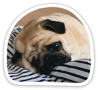 😔 pug, dog, pet, animal, cute, striped blanket telegram sticker