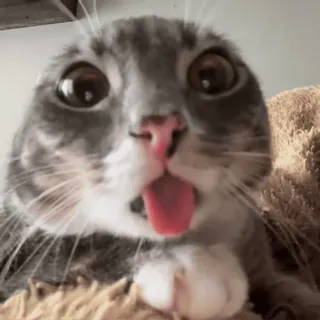 😛 cat cat, cute, funny, tongue, blep, animal, meme telegram sticker