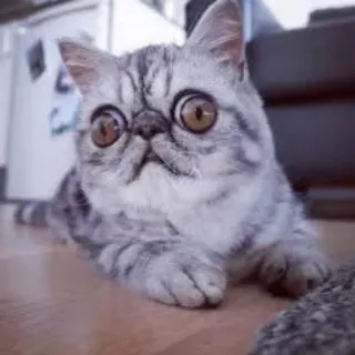 😨 gatto, exotic shorthair, animale, animale domestico, divertente whatsapp sticker