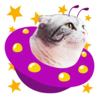 😇 Katze, Tier, Haustier, Sticker, Haustier, lustig telegram sticker