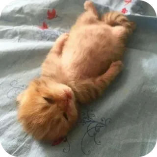 🐱 chat, chaton, animal, animal de compagnie, mignon, domestique, félin telegram sticker