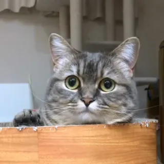 👋 gato, mascota, animal, lindo, felino, gato doméstico, mamífero whatsapp sticker