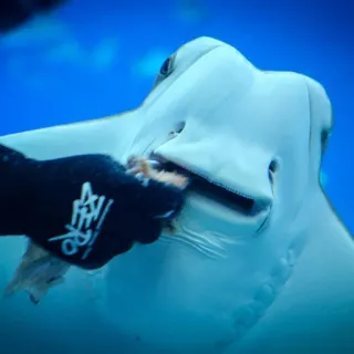 smiling rays telegram stickers