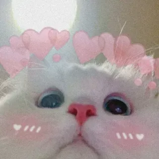❤️ cat, hearts, cute, animal, filter, kawaii telegram sticker