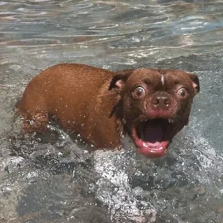 😟 Hund, Schwimmen, Verängstigt, Wasser, Tier, Lustig, Haustier telegram sticker