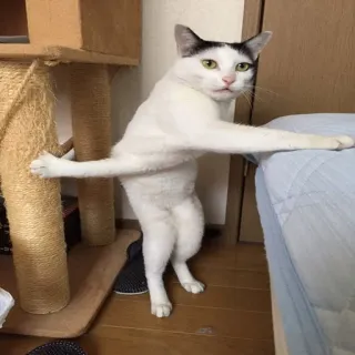 🐱 gato, animal, mascota, animal doméstico, gato doméstico, divertido telegram sticker