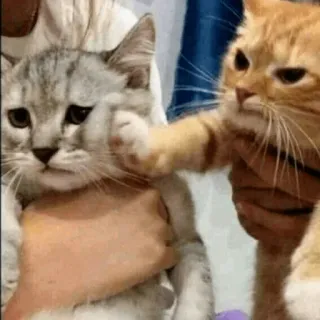 🐈 Katze, Kampf, Schlag, Tier, Meme, Lustig telegram sticker