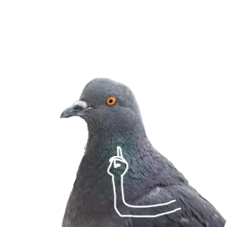 ☝ 새, 비둘기, 가운데 손가락, 모욕적, 제스처, 유머, 동물 telegram sticker