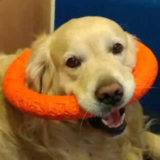 👽 Hund, Golden Retriever, Haustier, Tier, Spielzeug, Hundespielzeug, Orange telegram sticker