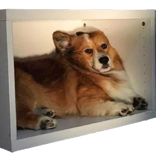 🙆‍♂️ perro, corgi, animal, mascota, lindo whatsapp sticker
