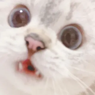 😳 gato, gatito, lindo, mascota, animal, gato doméstico, gato blanco, gato esponjoso whatsapp sticker