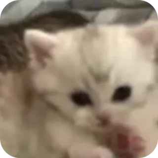 🐱 whatsapp sticker