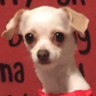 😶 Hund, Chihuahua, Haustier, Tier, süß whatsapp sticker