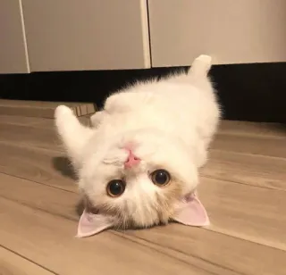 🍑 cat, kitten, cute, animal, pet, domestic cat, white cat, playful telegram sticker