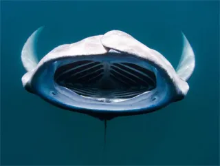 😫 Manta, Creatura marina, Oceano, Vita marina, Sottomarino, Animale, Pesce whatsapp sticker