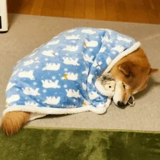 🐾 Hund, Shiba Inu, Decke, schlafend, süß, Tier, Haustier whatsapp sticker