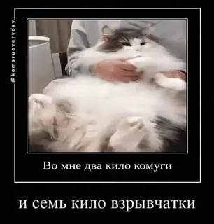 🐈 Во мне два кило комуги
и семь кило взрывчатки gato, farinha, explosão, engraçado, humor, russo, meme whatsapp sticker