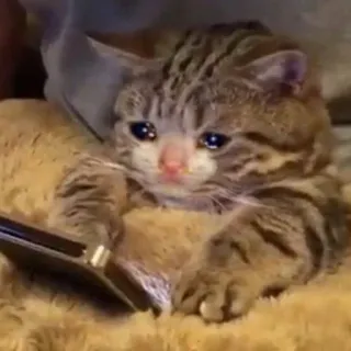 🥺 gato, triste, llorando, meme, mascota, animal, gatito telegram sticker