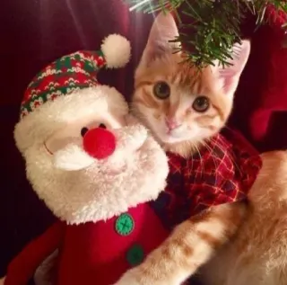 🤩 cat, kitten, santa claus, christmas, holiday, pet, cute, animal telegram sticker