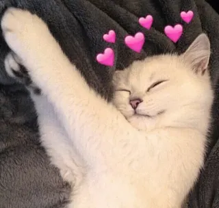 🐈 kat, kitten, hartjes, schattig, dier, huiskat telegram sticker