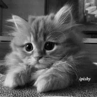 🕸 ipishy 猫, 小猫, 可爱, 迷人, 动物, 宠物, 毛茸茸 telegram sticker