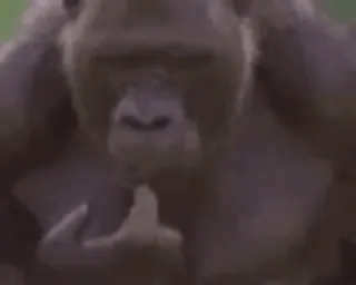 🌟 gorilla, middle finger, rude, animal whatsapp sticker