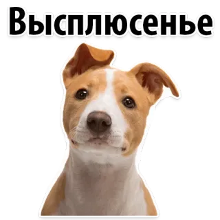 😅 Высплюсенье dog, animal, cute, pet, sticker, Russian, text telegram sticker