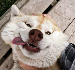😜 hond, blij, huisdier, husky, lachend telegram sticker
