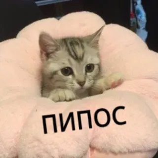 😥 ПИПОС gatto, gattino, carino, animale domestico, animale whatsapp sticker
