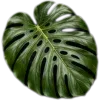 🥥