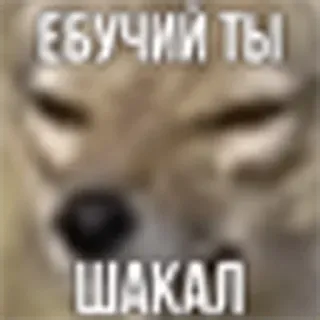 😠 ЕБУЧИЙ ТЫ
ШАКАЛ belediging, dier, jakhals, beledigend, onbeschoft telegram sticker