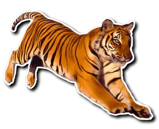😍 tigre, animal, mamífero, fauna, depredador, carnívoro, gato whatsapp sticker