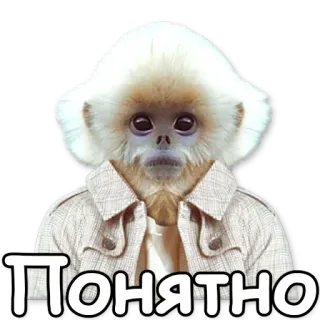 👌 ПОНЯТНО singe, costume, animal, drôle, mème, singe blanc telegram sticker