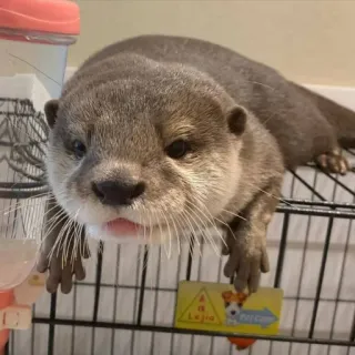 🦦 nutria, animal, lindo, mamífero, fauna, mascota, acuático, peludo telegram sticker