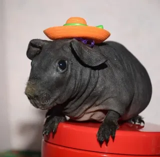 😚 porcellino d'India, cavia senza pelo, skinny pig, animale, animale domestico, cappello whatsapp sticker
