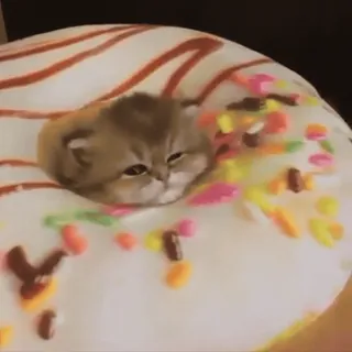 🍩 cat, kitten, donut, cute, animal, pet, sweet, food telegram sticker
