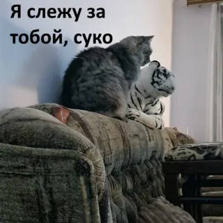 🫣 Я слежу за тобой, суко cat, tiger, animal, meme telegram sticker