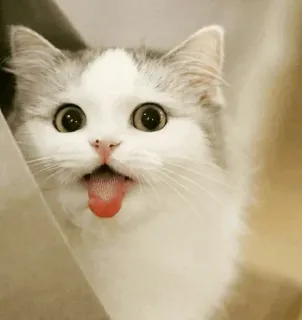 😛 gato, lindo, gracioso, animal, mascota, lengua, adorable whatsapp sticker