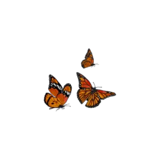 🦋 나비, 제왕나비, 주황색, 곤충, 자연, 나비들 telegram sticker
