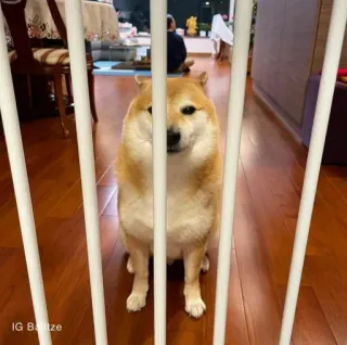 ❤️ IG Baltze dog, Shiba Inu, pet, cute, animal, domestic telegram sticker