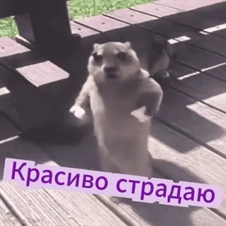 🤣 Красиво страдаю groundhog, marmot, suffering, dramatic, funny, animal meme, cute telegram sticker
