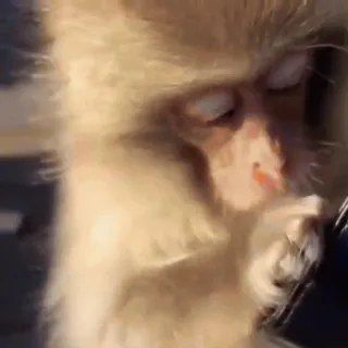 🤩 monkey, animal, mammal, primate whatsapp sticker