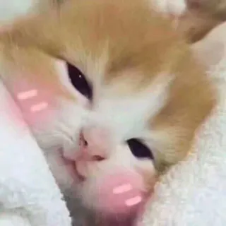 🐱 gato, gatinho, fofo, animal, animal de estimação, kawaii telegram sticker