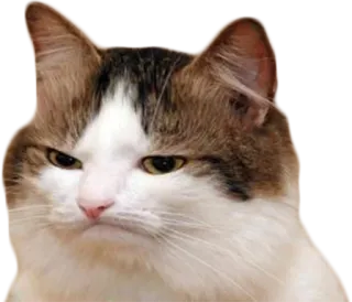😒 cat, angry, funny, pet, animal, meme, grumpy telegram sticker