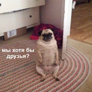 😔 МЫ ХОТЯ БЫ
ДРУЗЬЯ? mops, pies, siedzący, przyjaciele, zwierzę, dywan, słodki, smutny telegram sticker