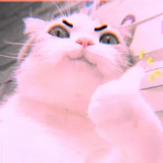 🐾 Katze, lustig, Tier, Haustier, süß, Meme, skurril, spielerisch whatsapp sticker