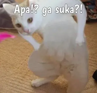 🙀 Apa!? ga suka?! кот, мем, смешно, вопрос, индонезийский, питомец whatsapp sticker